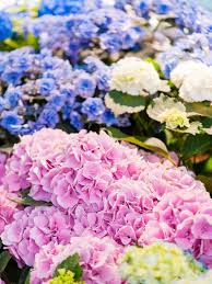 Beautiful varieties for home & garden by naomi slade hardcover $20.25. Hydrangea Plant Types Different Hydrangea Plants For The Garden