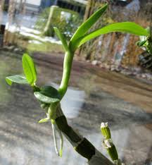 Image result for orchid cuttings