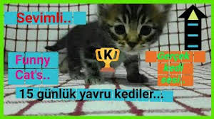 Kedi Cagirma Sesi Yavru Kedi Miyavlamasi Cagiran Kedinin Anne Yavrusunu Cagiriyor Cagirmasi Mix