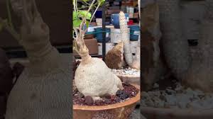 Image result for Pyrenacantha sp. A