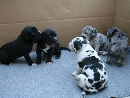 Beautiful akc great dane puppies. Great Dane Puppies For Sale Hialeah Fl 111293