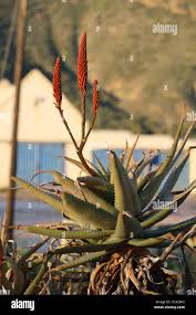 Image result for Aloe wildii