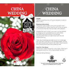 Traditionally, the 20th anniversary was celebrated with china but in modern days, the official gift is platinum. China Wedding Anniversary Red Rose Bush Free Delivery