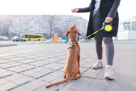 Also, a doggy boot camp is a great option for families going on vacation who want their dog trained while they are away. Dog Boot Camps Are They Helpful Or Harmful