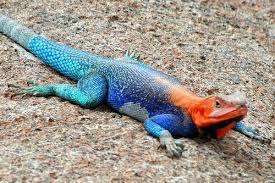 Incredible Landscape Of Galapagos Islands Balcan Expres Agama