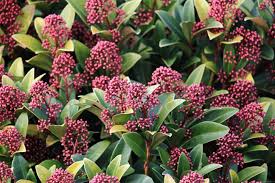 Check spelling or type a new query. Gardening Information Bord Bia Irish Food Board