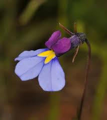 Image result for Monopsis decipiens