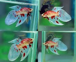 Fwbettasvt1486306814 Koi Vt Male Home Fish Betta Thailand Betta Fish Tank Betta Aquarium Betta Fish