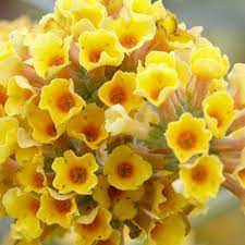 Buddleja X Weyeriana Sungold Golden Yellow Flowered Butterfly Bush Buddleia Shrubs B Shrubs Trees Garden Plants Butterfly Bush Yellow Flowers Lilac Bushes