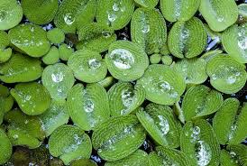Image result for Salviniaceae