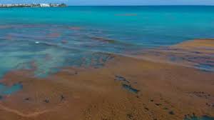 Seaweed 'Blob' Approaching Florida: The Health Risks