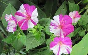 Pin On Plants I Need