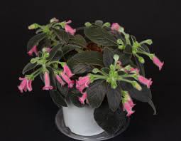 Image result for Microcoelia koehleri