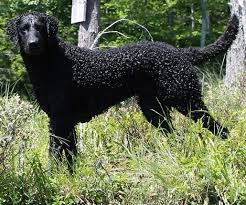 Dana Dog The Shiny Black Curly Coated Retriever Is Standing In Tall Grass And There Are Trees Behind Her Curly Coated Retriever Dog Breeds Every Dog Breed