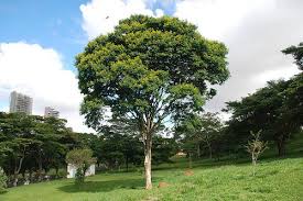 Image result for Caesalpinia ferrea