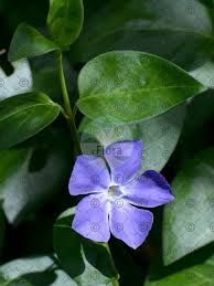 Image result for Isonema infundibuliflorum
