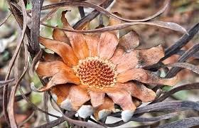 Image result for Hibiscus aethiopicus