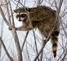 Dogs can get this dangerous condition when they fight with each other. Raccoon Wikipedia