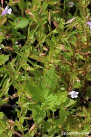 Image result for Linderniaceae