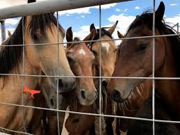 27 gennaio 2011)horse tv hd 1080i (hdtv)(data di lancio: Navajo Agency Rolls Out Feral Horse Program Albuquerque Journal