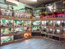 Check spelling or type a new query. Reptile Pet Shops Near Me Online Shopping