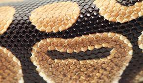 Why is my ball python not shedding? How Often Do Ball Pythons Shed Embora Pets