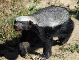 Check spelling or type a new query. Who Would Win Between A European Badger And A Honey Badger Quora