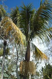 Image result for Acanthophoenix rubra