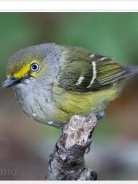 Birds Of Southeast Texas Pin On Small Outdoor Birds