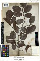 Image result for Bridelia ferruginea