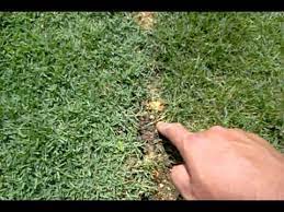 Cara menggemburkan tanah adalah dengan mencangkulnya hingga lapisannya dalamnya terbalik dengan kedalaman 20 cm. My Rumput Karpet Youtube