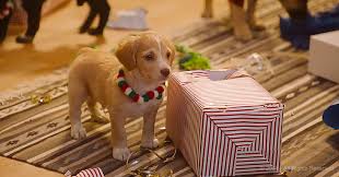 The cuteness cannot be contained. Cute White Elephant Puppy Party Goes Viral