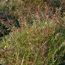 Image result for Panicum novemnerve