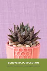 Check spelling or type a new query. Echeveria Purpusorum Succulents And Sunshine Echeveria Succulents Planting Succulents