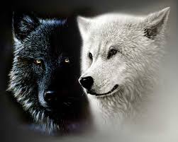 Here are some more high quality images from istock. 14 Best White Black Wolves Ideas White Wolf Wolf Black Wolf