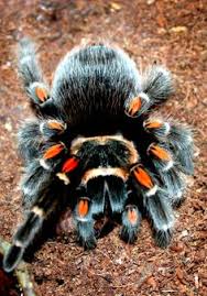 Lots of tiny baby spiders on a plant. 81 Tarantula Babies Ideas Tarantula Arachnids Spider