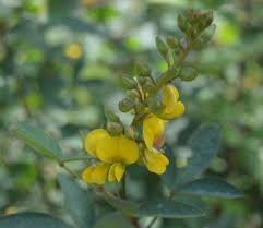 Image result for Argyrolobium tomentosum