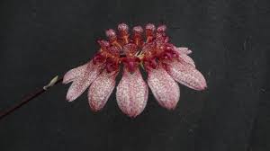 Image result for Bulbophyllum humblotii