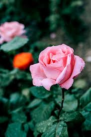 Bellissimi Fiori Di Rosa Che Sbocciano Nel Giardino Estivo SFONDO E  Immagine Per Il Download Gratuito - Pngtree