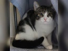 Sammy * 2006 couch gefunden. Schuchterne Verspielte Katzen Suchen Ein Heim In 2021 Katzen Katze Gesucht Tierheim