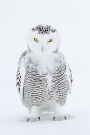 Sowa Sniezna Owl Baykus