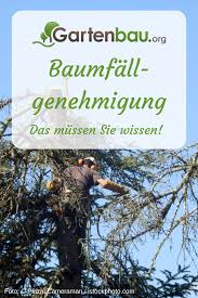 Baumfallgenehmigung Alles Uber Antrag Kosten Dauer Baum Fallen Baum Baume Garten