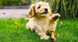 Cockapoo Pros And Cons Of The Cocker Spaniel Poodle Mix