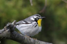 Breeds from illinois, ohio, and new jersey south to missouri, texas, gulf coast, and northern florida. Shorebirder Yellow Throated Warbler Milford Ct