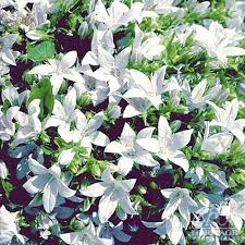 Image result for Belonophora