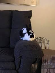 Image result for tbn:nuNU7FPK4A54yM::rvforsaleguide.com/images/bunny-resting-picture.jpg