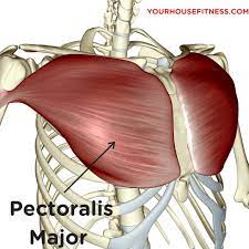 The pectoralis major has a broad origin, based on which it is divided into three parts: Muscle Breakdown Pectoralis Major Your House Fitness