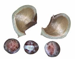 Image result for Euphorbia luapulana