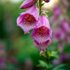 Image result for Thunbergia vogeliana