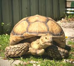 Image result for Grewia sulcata